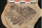 Foto (Detailansicht) von Quercus sessiliflora Salisbury (NHMW-GEO-2024-0188-15007)